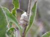 71852 – Photo : Pascal Pertuzon – France (42)