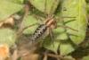 71476 – Photo : Patrice Deramaix – Belgique