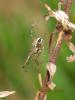 71291 – Photo : Edy Spagnol – Italie
