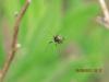 71341 – Photo : Edy Spagnol – Italie