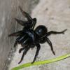 71465 – Photo : Lanig FLEURY – France (77)