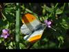 71394 – Photo : C.gager – France (49)