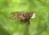 71005 – Photo : clovis – France (62)