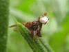 71006 – Photo : clovis – France (62)