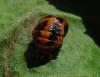 71021 – Photo : Gore – France (77)
