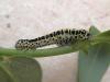 71858 – Photo : Pascal Pertuzon – France (42)