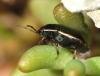 Canthophorus fuscipennis