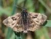 71480 – Photo : Laurent Palussiere – France (58)