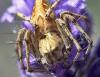 71144 – Photo : Gilles SALAMA – France (81)