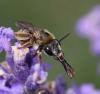 71241 – Photo : Gilles SALAMA – France (81)
