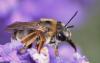 71255 – Photo : Gilles SALAMA – France (81)