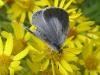 71731 – Photo : Pascal Pertuzon – France (42)