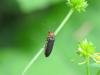 71240 – Photo : Blanc Mickael – France (74)
