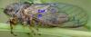 71425 – Photo : Pascal Vigneron – France (52)