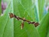 71735 – Photo : Brigitte Ulmer – France (47)