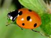 71501 – Photo : CUCHET Gerard – France (38)