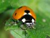 71502 – Photo : CUCHET Gerard – France (38)