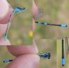 Coenagrion scitulum