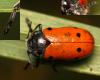 71458 – Photo : Vincent Derreumaux – France (84)
