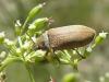 71432 – Photo : Pascal Pertuzon – France (42)