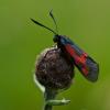 71077 – Photo : Joseph Rezeau – France (35)