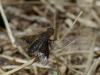 71849 – Photo : Bernadette Cassel – France (69)