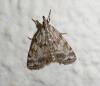 71379 – Photo : Arnaud Jean-Pierre – France (09)