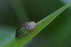 71776 – Photo : Pierre Gros – France (06)