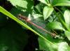 71855 – Photo : Jean-Claude Jamoulle – France (06)