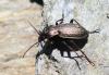 71074 – Photo : Arnaud Jean-Pierre – Andorre