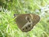 71347 – Photo : Arnaud Jean-Pierre – France (09)