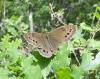 71348 – Photo : Arnaud Jean-Pierre – France (09)