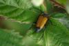 71155 – Photo : Patrice Deramaix – Belgique