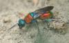 71953 – Photo : congo – Belgique