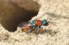 71951 – Photo : congo – Belgique