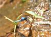 71811 – Photo : Jean-Claude Jamoulle – Singapour