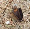 71026 – Photo : hyalesthes – France (81)