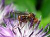 Sicus ferrugineus