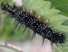 71873 – Photo : Olivier Sigaud – France (71)