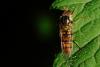 71685 – Photo : Patrice Deramaix – Belgique