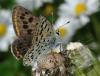 71468 – Photo : Jean Maurette – France (11)