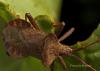 71542 – Photo : Francois Diemert – France (44)
