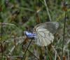 71190 – Photo : Dominique Bataille – France (30)