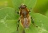 71082 – Photo : Aurelien Daloz – France (74)