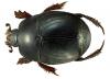 Hypocaccus metallicus