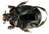 Hypocaccus metallicus