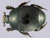 Hypocaccus rugiceps