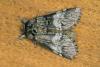 71445 – Photo : FRUND Christian – France (25)