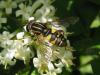 71672 – Photo : Sandrine Drouillard – France (60)