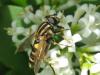 71674 – Photo : Sandrine Drouillard – France (60)
